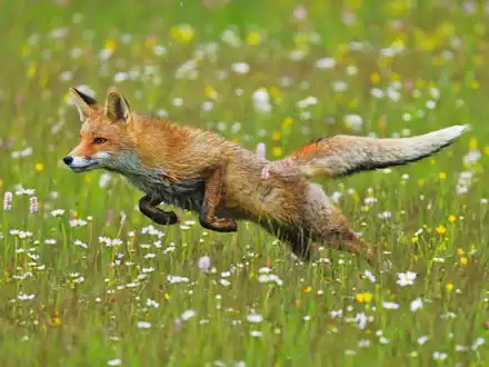 Rotfuchs
