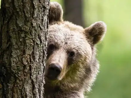 Braunbär