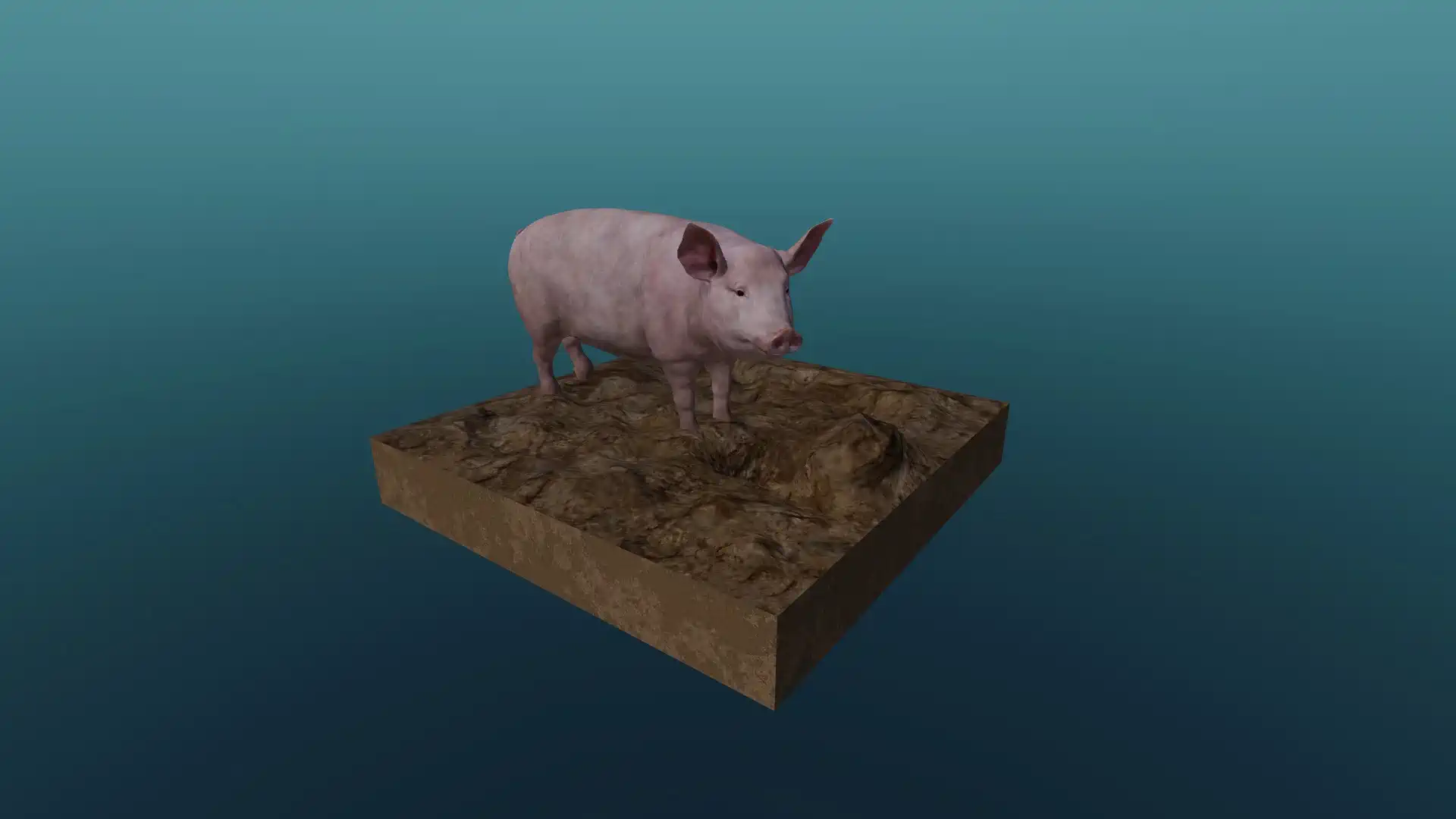 The domestic pig