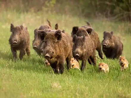 Wild Boars