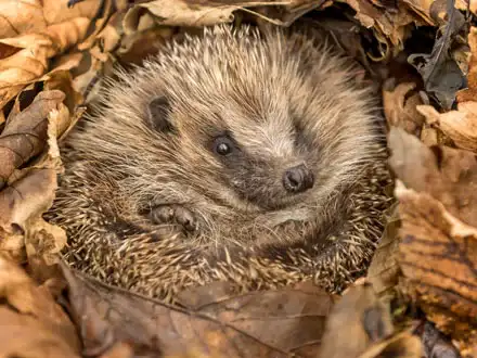 Eastern Hedgehogs