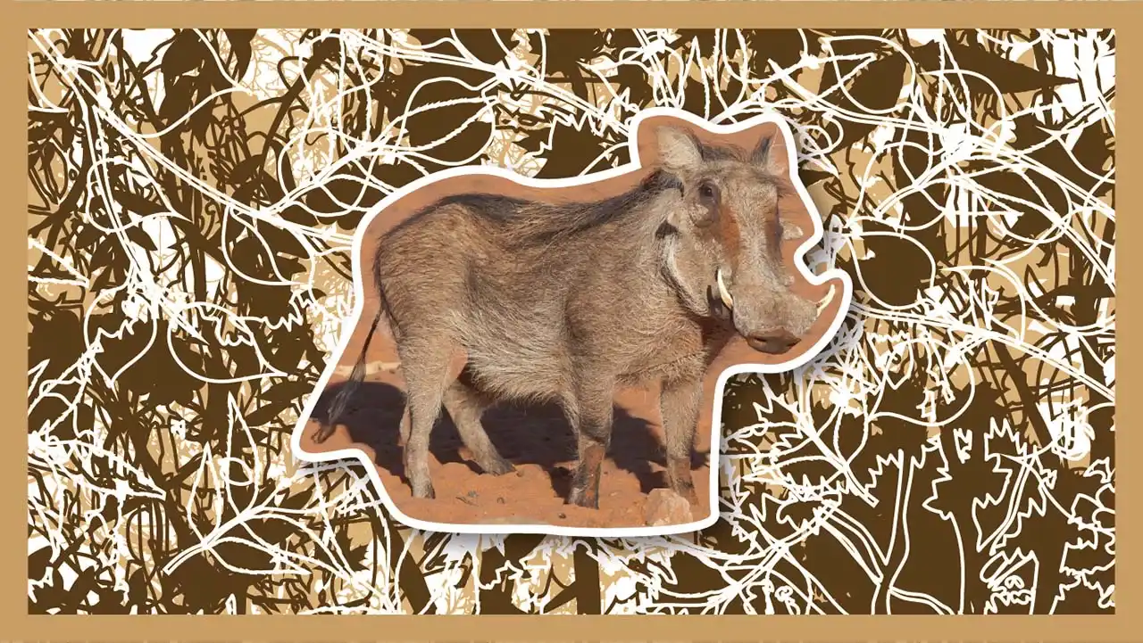Wallowing tusked animals