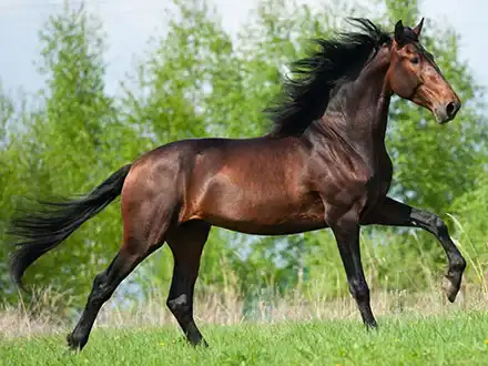 Koń