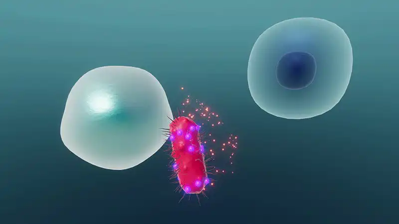 Odpowiedź immunologiczna