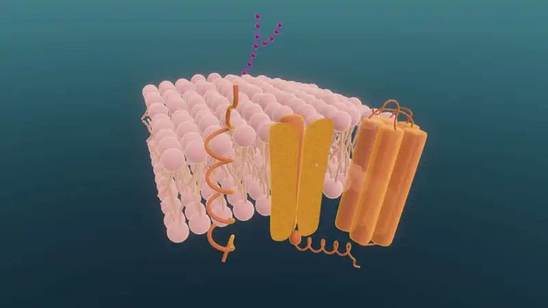 Biologische Membranen